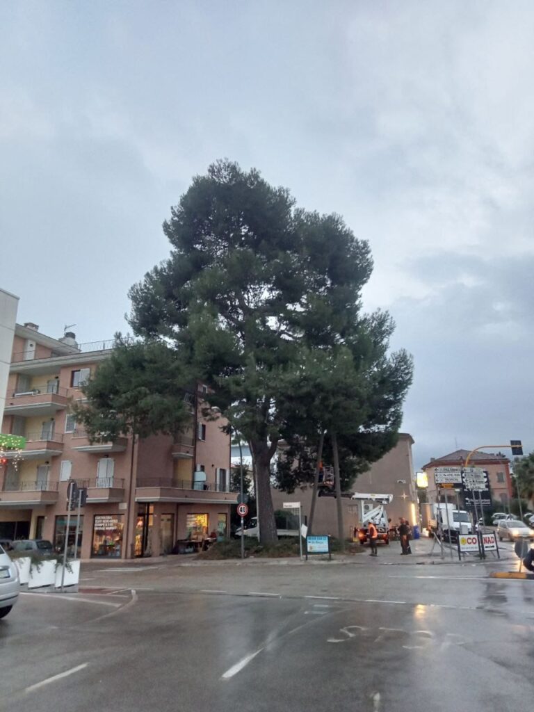 Il pino in via Marche