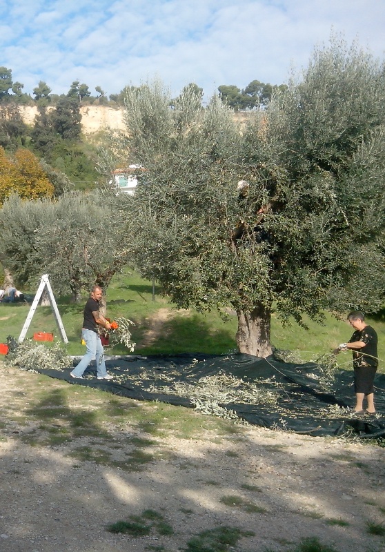 Raccolta olive pubbliche (foto di archivio)